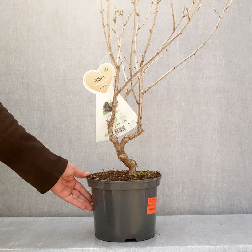 Example of Jostabeere Jostaberry Topf mit 4L/5L as you get in hiver
