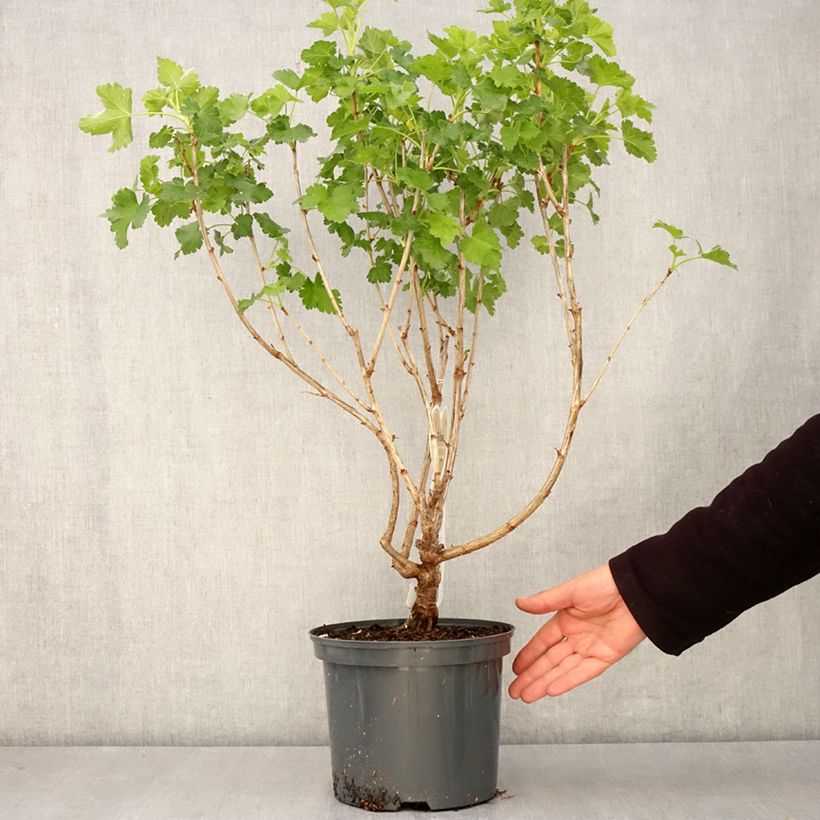 Exemplar von Jostabeere Jostaberry Topf mit 4L/5L wie im Frühjahr geliefert