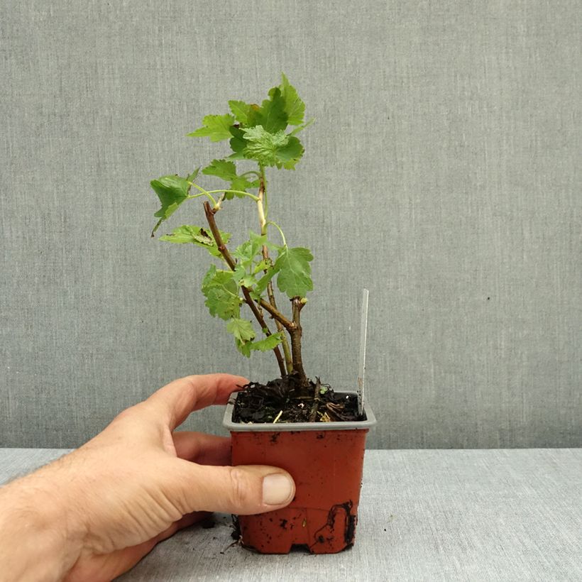 Exemplar von Jostabeere Jostaberry Kleine Töpfe von 8/9 cm wie im Herbst geliefert