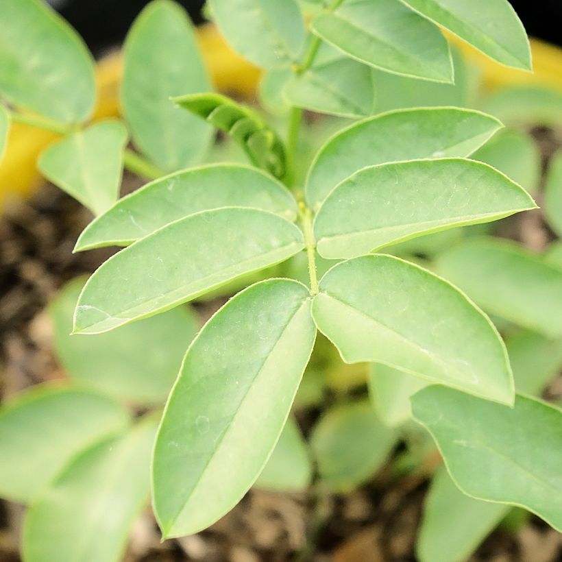 Senna corymbosa - Gewürzrinde (Laub)