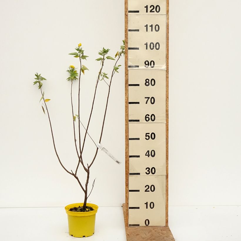 Exemplar von Senna corymbosa - Gewürzrinde Topf mit 3L/4L wie im Herbst geliefert