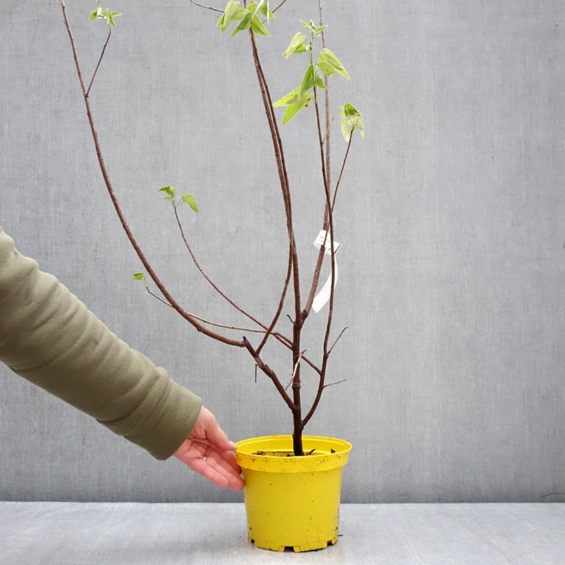 Exemplar von Senna corymbosa - Gewürzrinde Topf mit 3L/4L wie im Winter geliefert