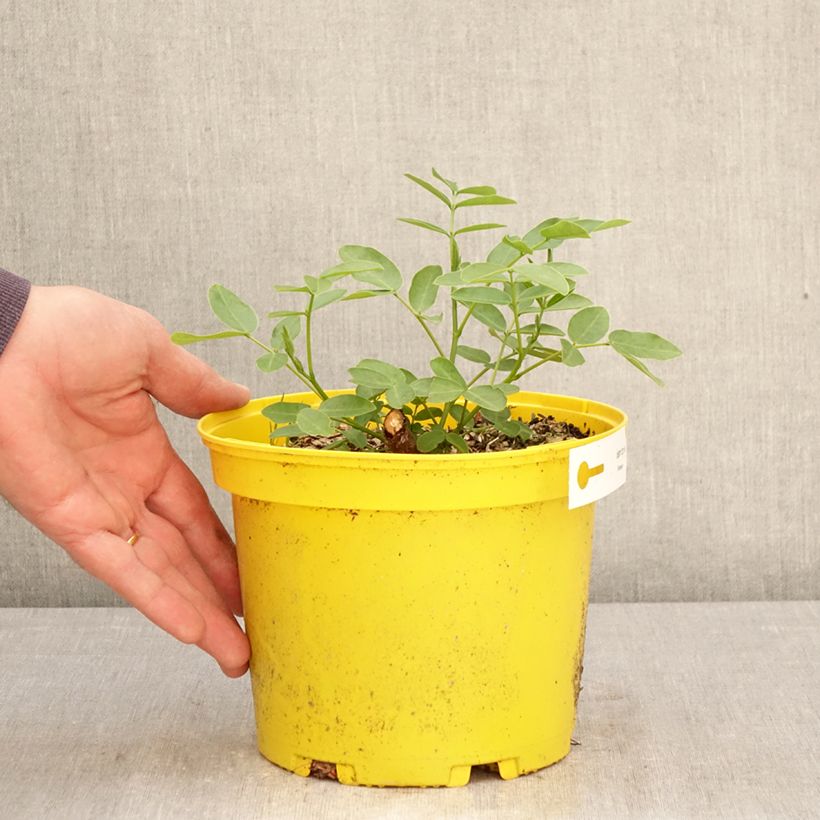Exemplar von Senna corymbosa - Gewürzrinde Topf mit 3L/4L wie im Frühjahr geliefert
