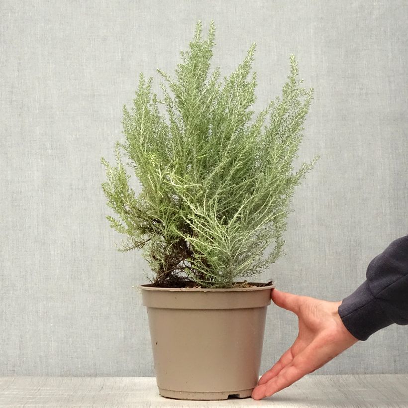 Exemplar von Cassinia retorta Ward Silver Topf mit 3L/4L wie im Sommer geliefert