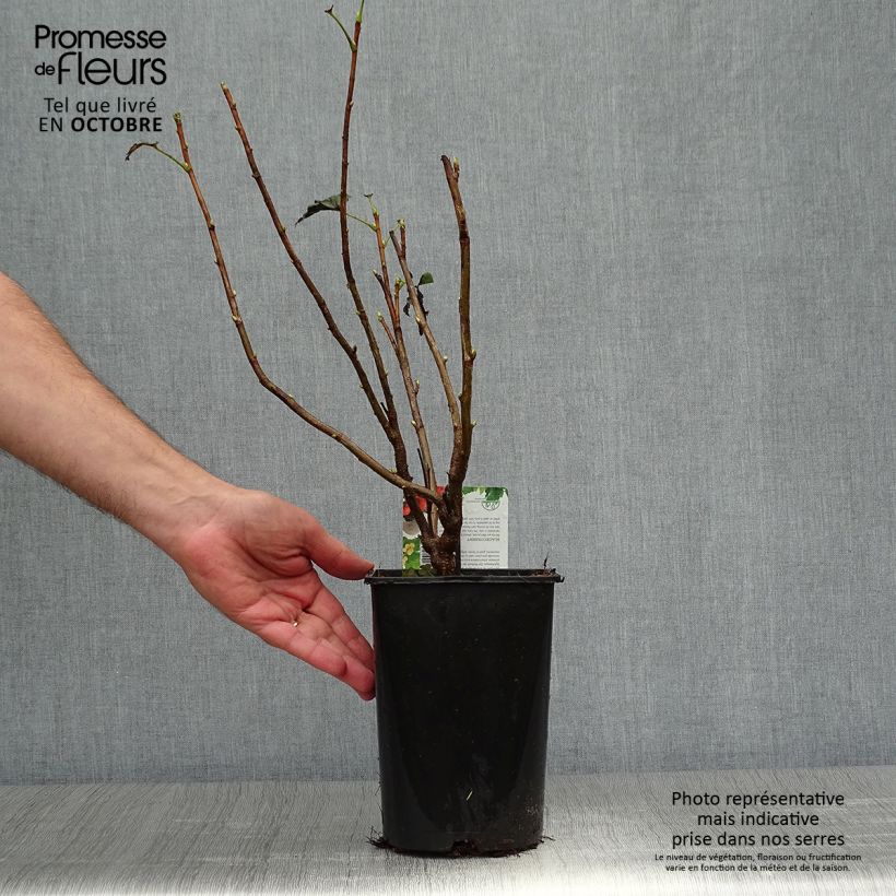 Example of Schwarze Johannisbeere Andega Topf mit 1,5L/2L, Strauch as you get in automne