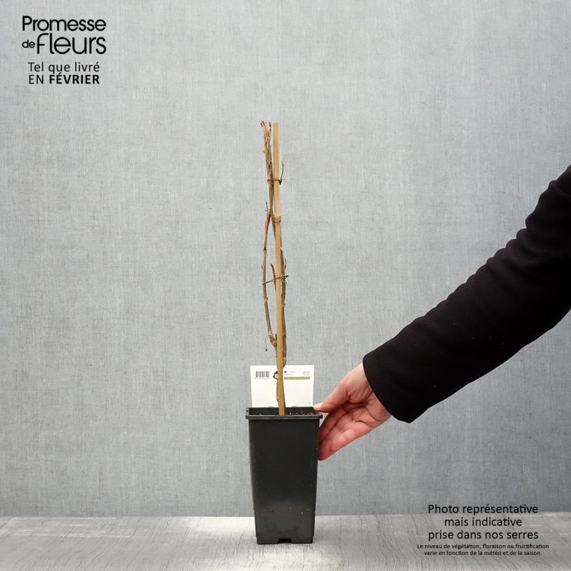 Exemplar von Schwarze Johannisbeere Ben Nevis Topf mit 1,5L/2L, Strauch wie im Winter geliefert