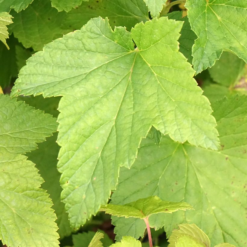 Schwarze Johannisbeere Black Down (Foliage)