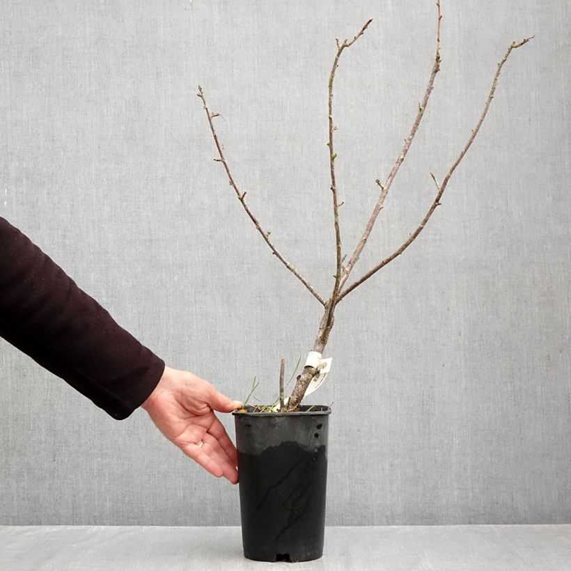 Exemplar von Schwarze Johannisbeere Black Down Topf mit 2L/3L wie im Herbst geliefert