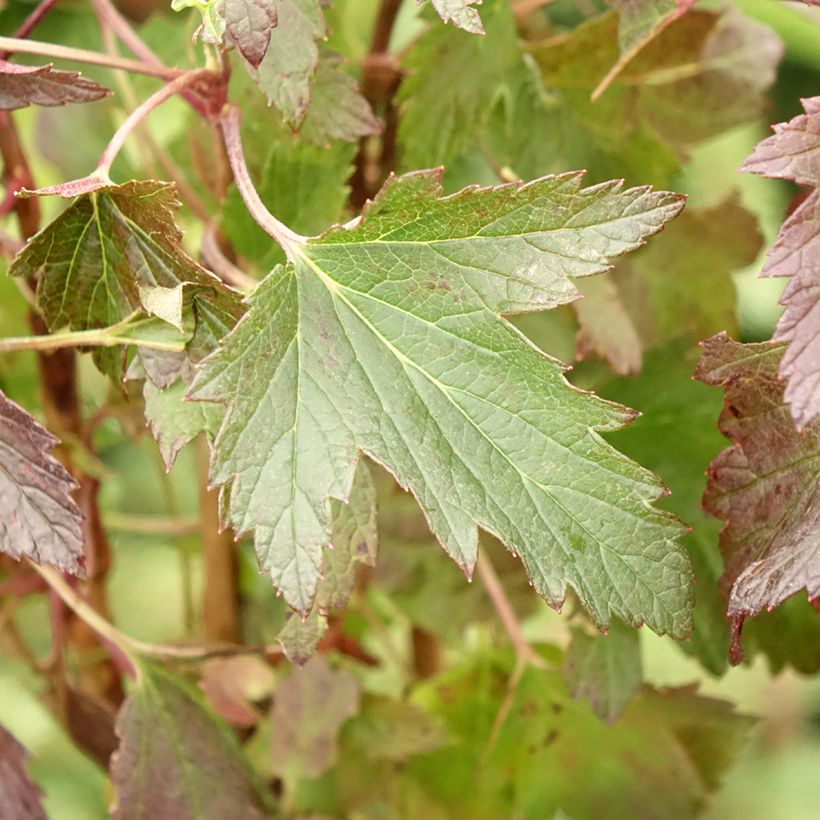 Schwarze Johannisbeere Black'n Red Premiere (Foliage)