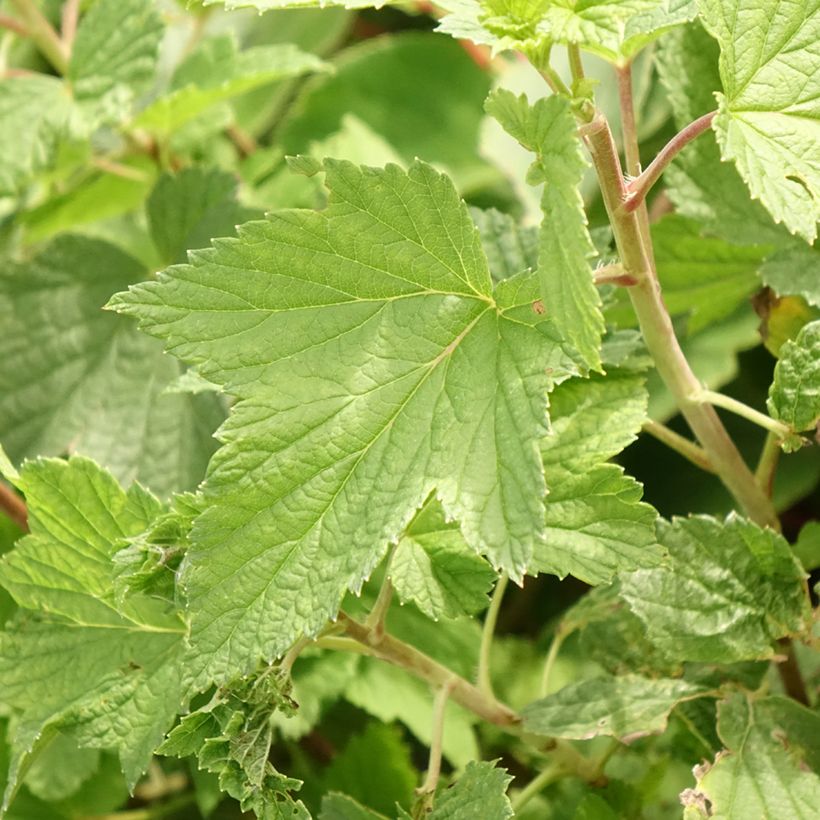 Schwarze Johannisbeere Cassisima Blackbells (Foliage)