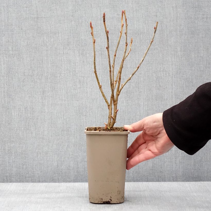 Exemplar von Schwarze Johannisbeere Cassissima Green Life Topf mit 1,5L/2L wie im Winter geliefert