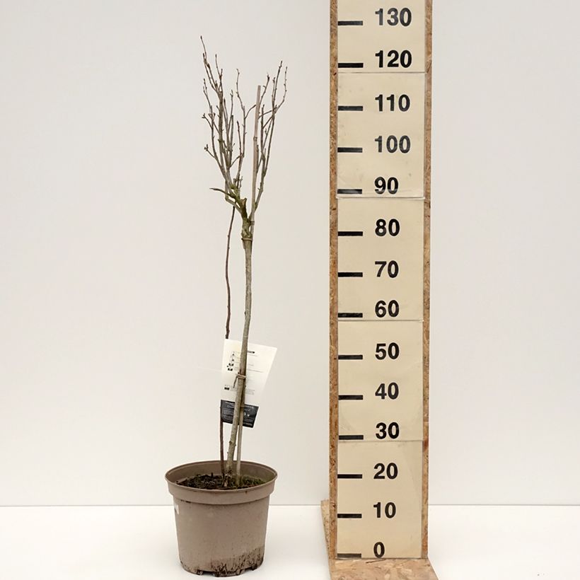 Exemplar von Schwarze Johannisbeere Delbard Robusta delindmoi Topf mit 7,5L/10L, 1/4 Stängel wie im Winter geliefert