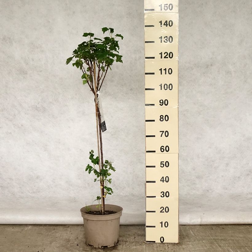 Exemplar von Schwarze Johannisbeere Delbard Robusta delindmoi Topf mit 7,5L/10L, 1/4 Stängel wie im Frühjahr geliefert