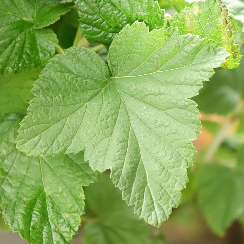 Schwarze Johannisbeere Delbard Robusta delindmoi (Foliage)