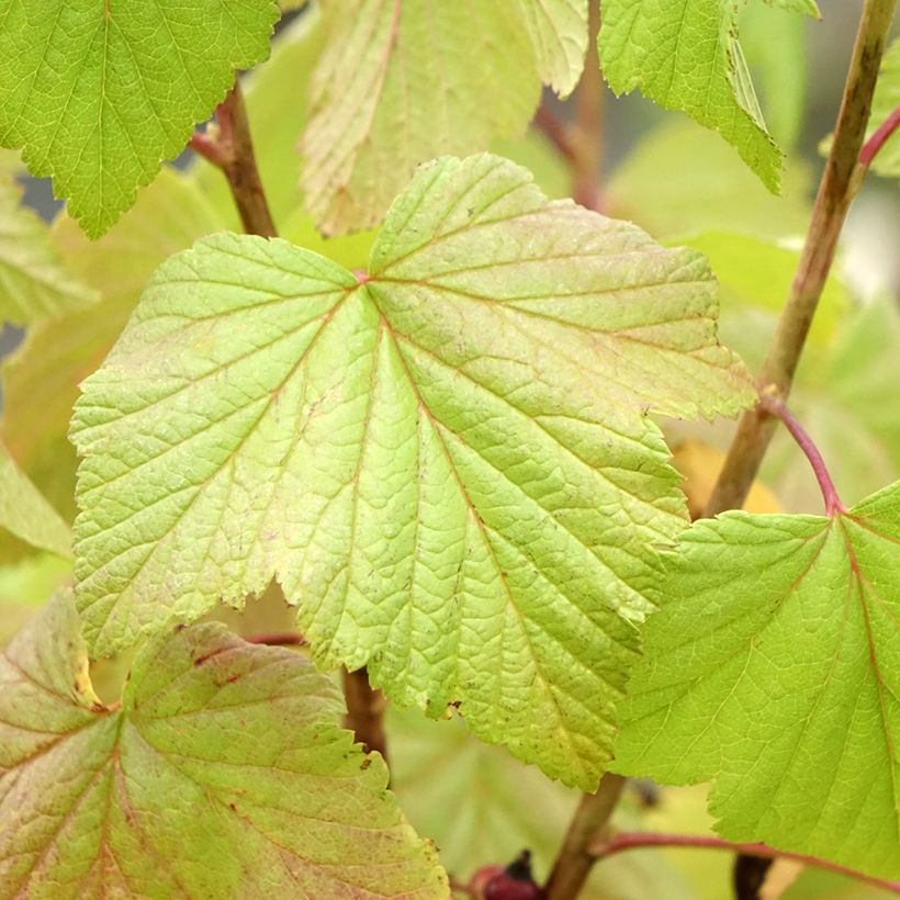 Schwarze Johannisbeere Géant de Boskoop (Foliage)