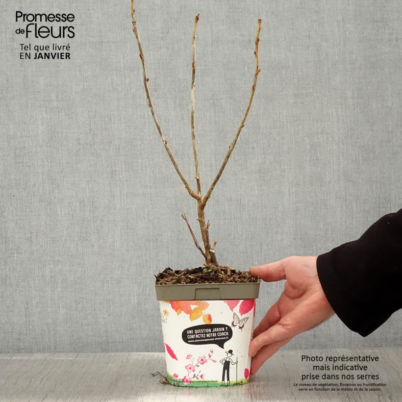 Exemplar von Schwarze Johannisbeere Neva Topf mit 2L/3L, Strauch wie im Winter geliefert