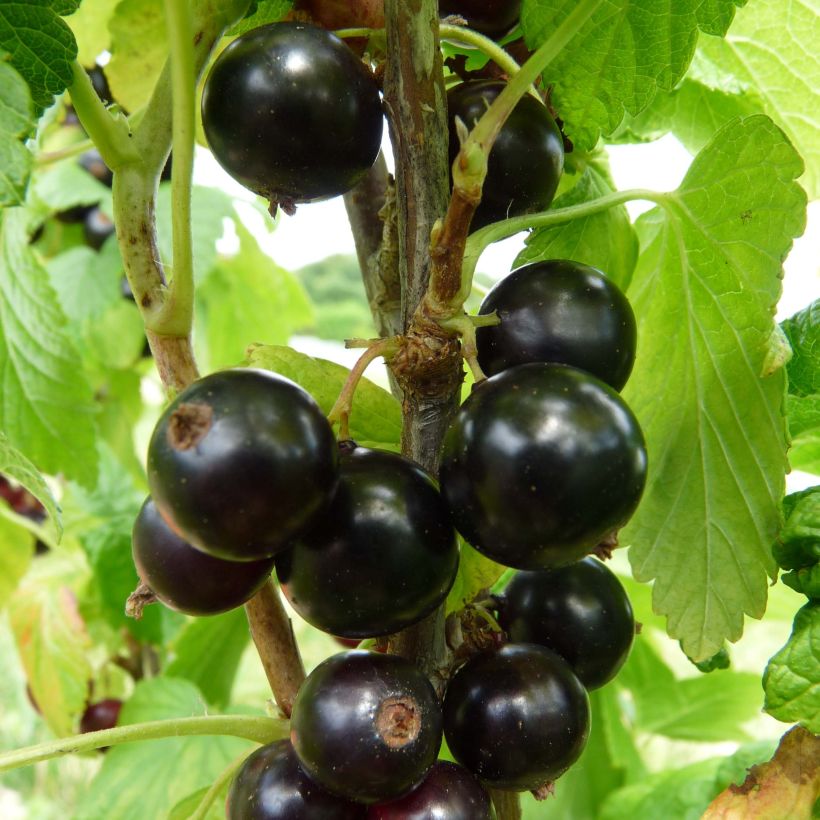 Schwarze Johannisbeere Noiroma (Harvest)