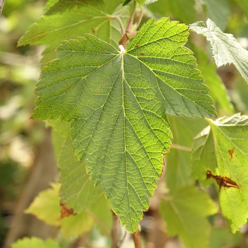 Schwarze Johannisbeere Ojebyn (Foliage)