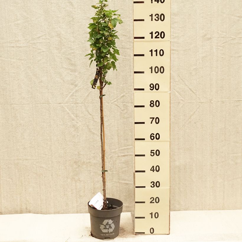 Exemplar von Schwarze Johannisbeere Ojebyn Topf mit 6L/7L, Stamm wie im Frühjahr geliefert