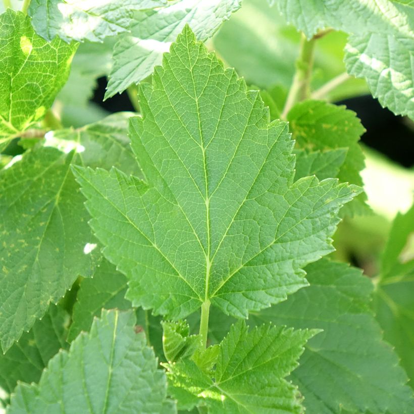 Schwarze Johannisbeere Perles d'Auvergne 'delcaresnoi' (Foliage)