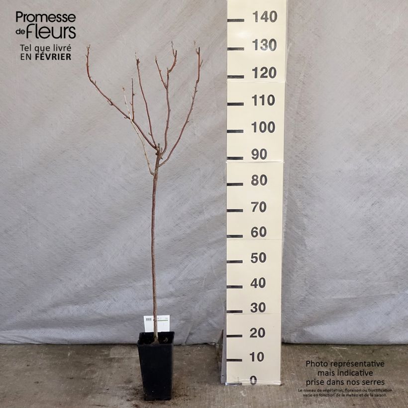 Exemplar von Schwarze Johannisbeere Titania Topf mit 1,5L/2L wie im Winter geliefert