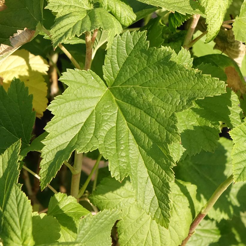 Schwarze Johannisbeere Triton (Foliage)