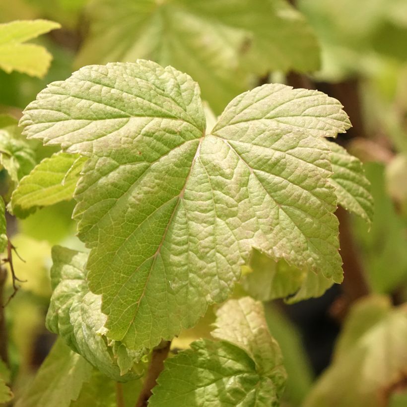 Schwarze Johannisbeere Troll (Foliage)