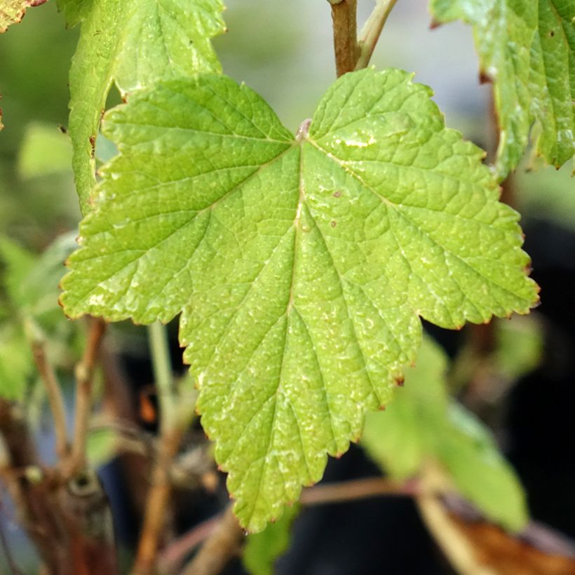 Schwarze Johannisbeere Wellington (Foliage)