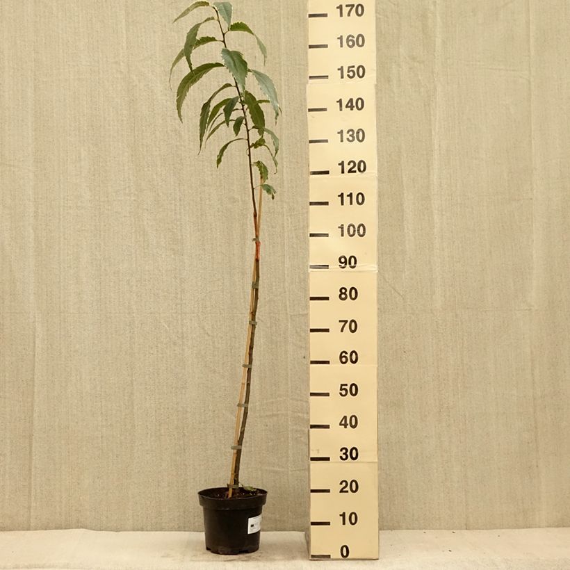 Example of Esskastanie Albomarginata - Castanea sativa Topf mit 7,5L/10L as you get in ete
