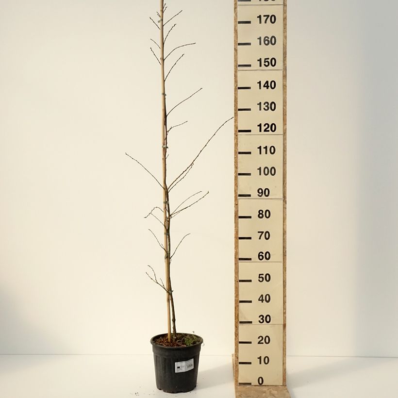 Example of Castanea sativa Aspleniifolia - Echte Kastanie Topf mit 7,5L/10L as you get in hiver