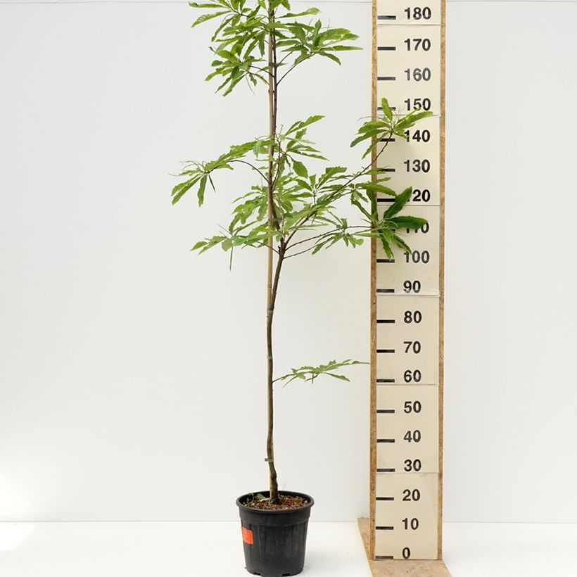 Exemplar von Castanea sativa Aspleniifolia - Echte Kastanie Topf mit 7,5L/10L, Stamm wie im Frühjahr geliefert