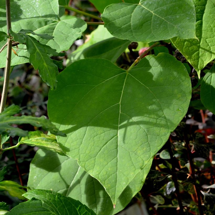 Trompetenbaum Aurea - Catalpa bignonioides (Foliage)