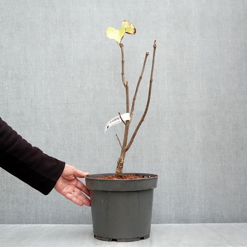 Exemplar von Trompetenbaum Aurea - Catalpa bignonioides Topf mit 4L/5L wie im Herbst geliefert