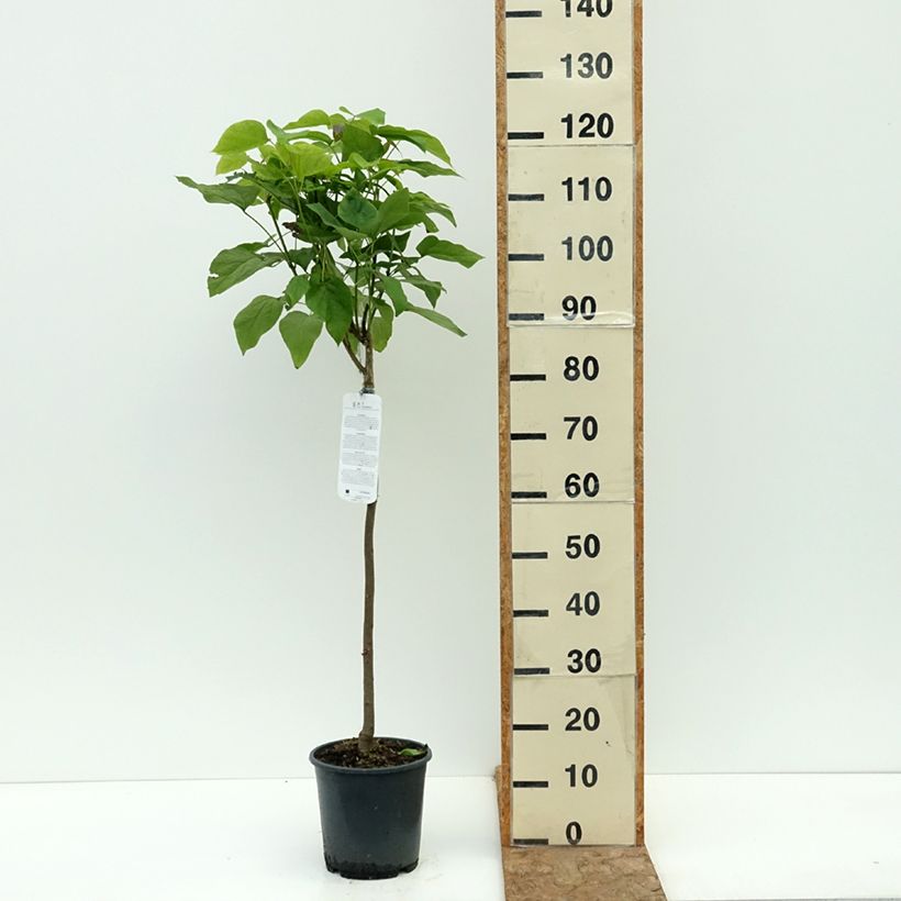 Exemplar von Trompetenbaum Nana - Catalpa bignonioides Topf mit 3L/4L, Stamm wie im Sommer geliefert