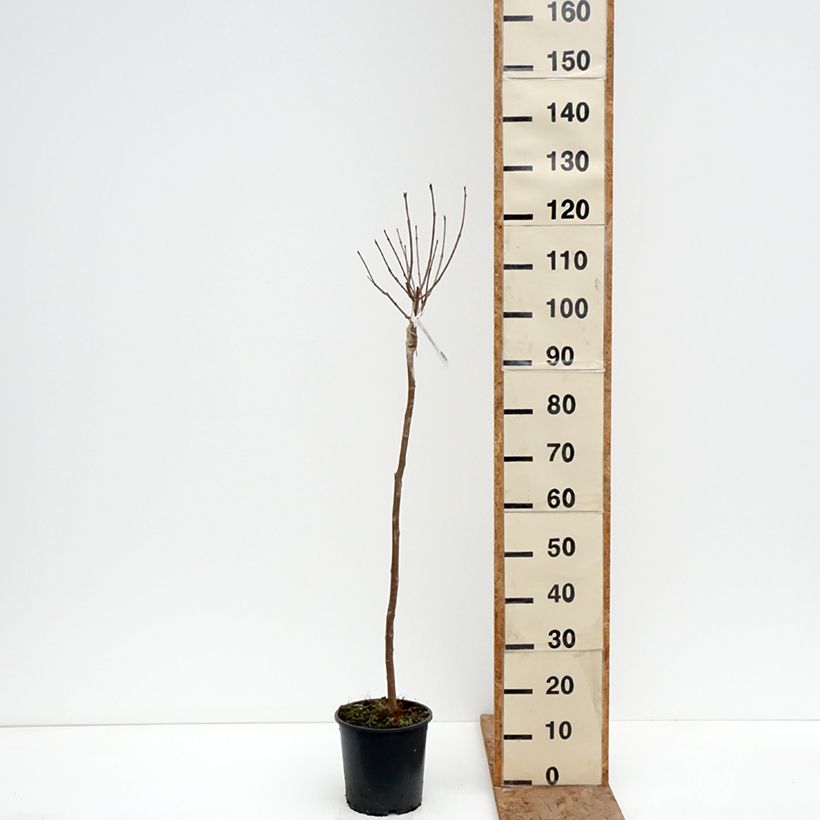 Exemplar von Trompetenbaum Nana - Catalpa bignonioides Topf mit 3L/4L, Stamm wie im Winter geliefert