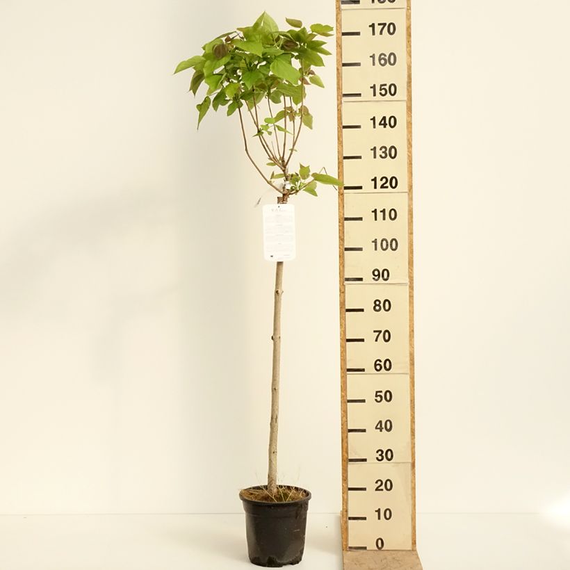Example of Trompetenbaum Nana - Catalpa bignonioides Topf mit 7,5L/10L as you get in printemps