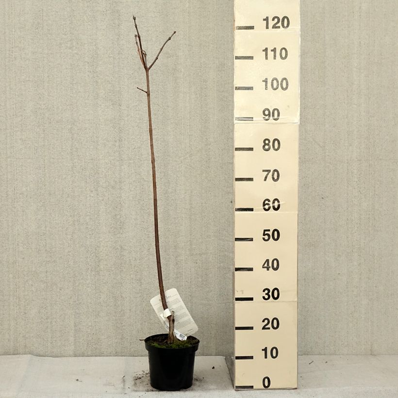 Example of Trompetenbaum Purpurea - Catalpa erubescens Topf mit 3L/4L as you get in automne