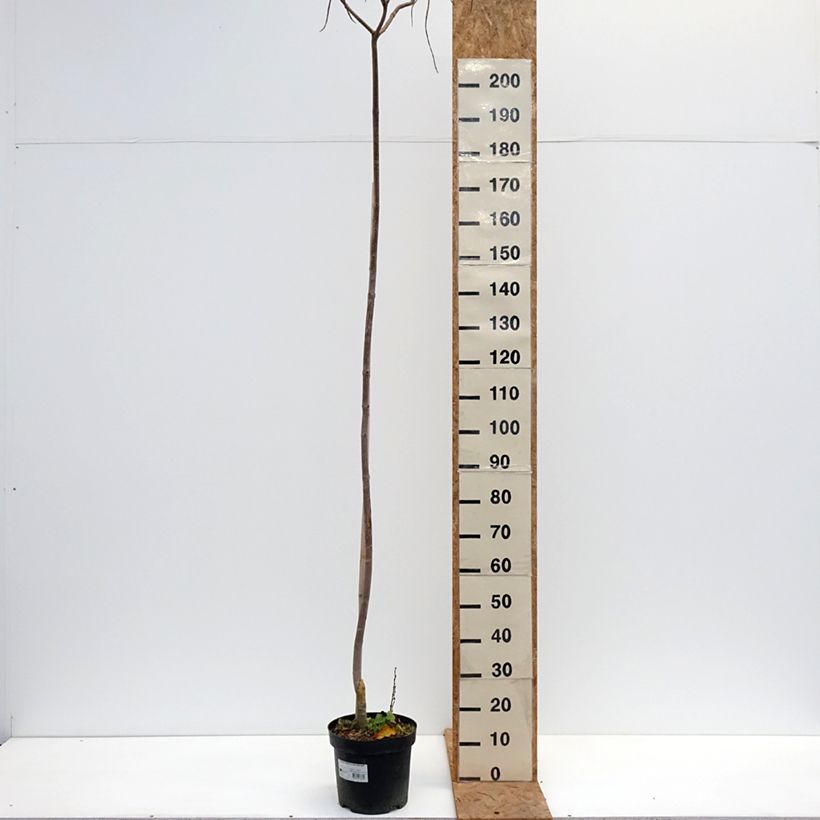 Exemplar von Gelber Trompetenbaum Slender Silhoutte - Catalpa ovata Topf mit 7,5L/10L wie im Herbst geliefert