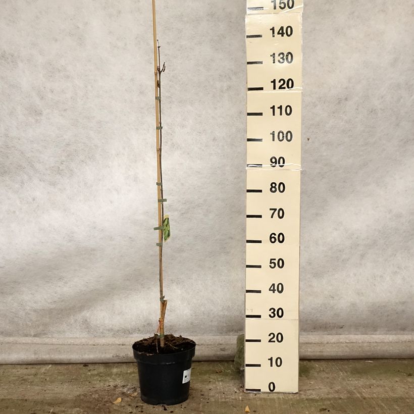 Example of Prächtiger Trompetenbaum Pulverulenta - Catalpa speciosa Topf mit 7,5L/10L as you get in automne