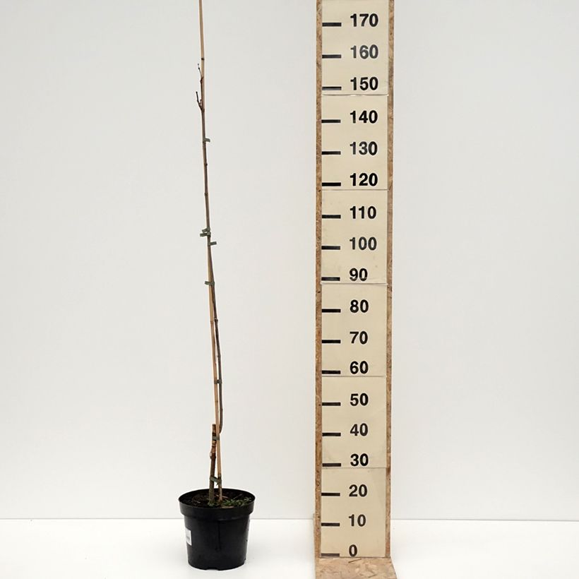 Exemplar von Prächtiger Trompetenbaum Pulverulenta - Catalpa speciosa Topf mit 7,5L/10L wie im Winter geliefert