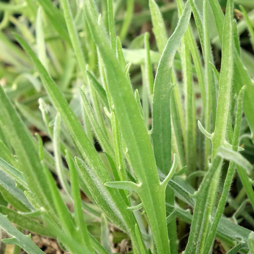Catananche caerulea Alba - Blaue Rasselblume (Foliage)