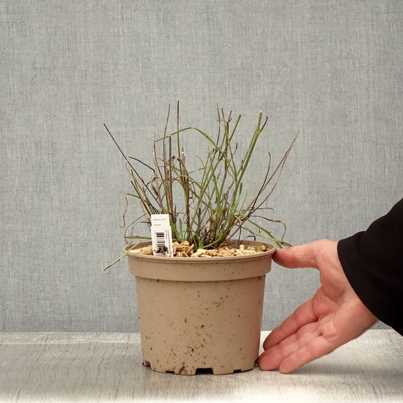Example of Catananche caerulea - Blaue Rasselblume Topf mit 2L/3L as you get in automne