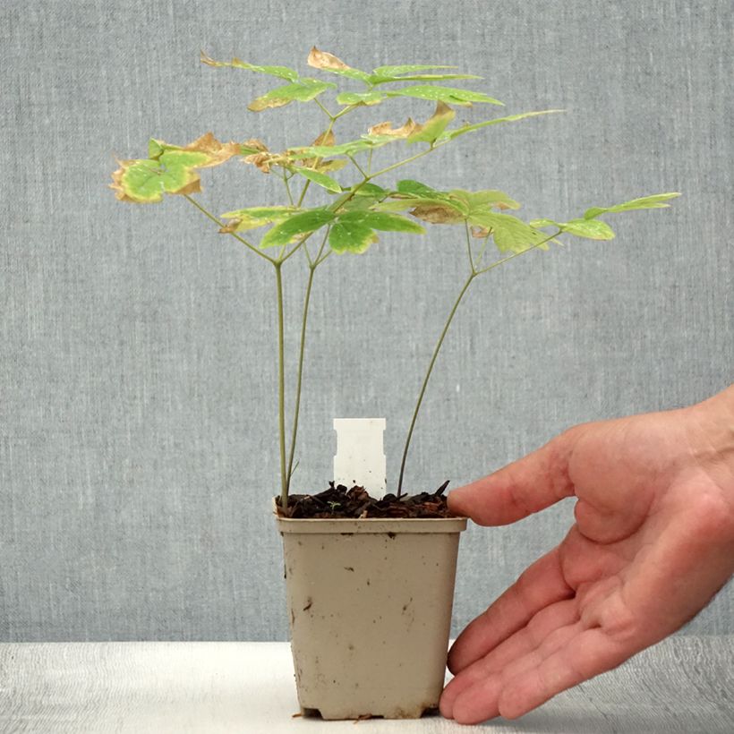 Exemplar von Caulophyllum thalictroides - Frauenwurzel Kleine Töpfe von 8/9 cm wie im Sommer geliefert