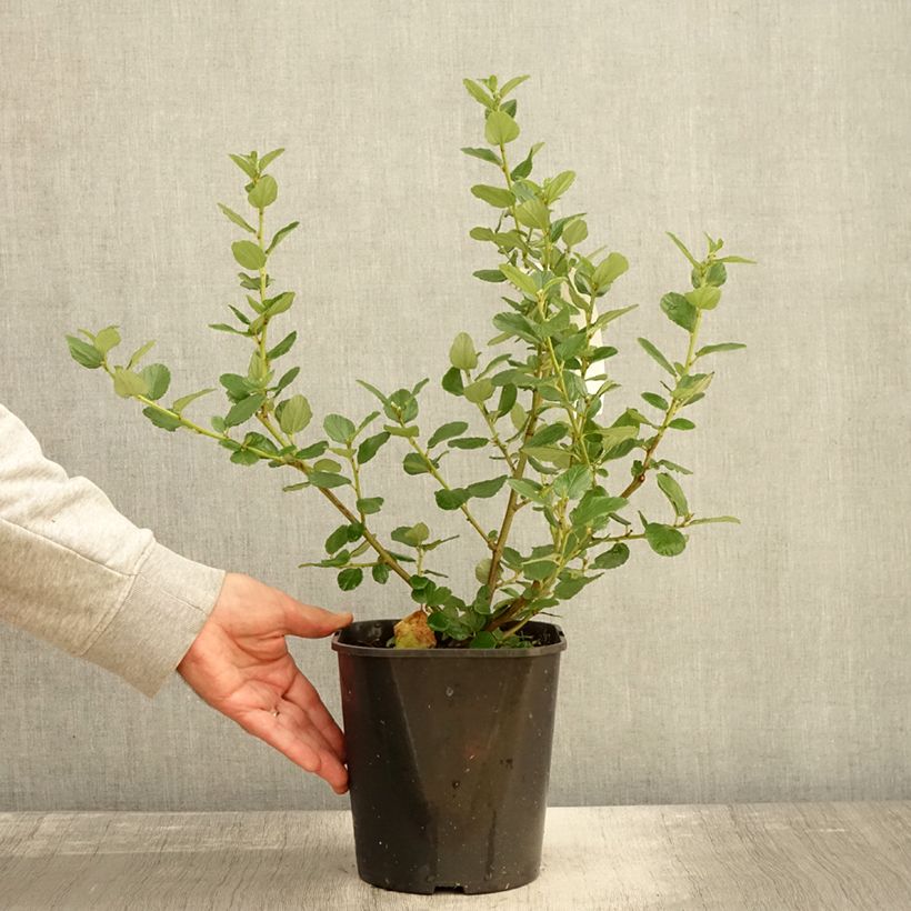 Example of Säckelblume Trewithen Blue - Ceanothus arboreus Topf mit 4L/5L as you get in automne