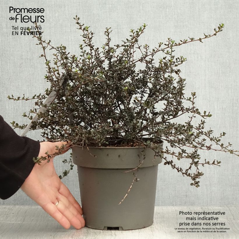 Exemplar von Kalifornischer Flieder Blue Sapphire - Ceanothus thyrsiflorus var. repens Topf mit 2L/3L wie im Winter geliefert