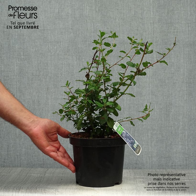 Example of Säckelblume Burkwoodii - Ceanothus Topf mit 2L/3L as you get in automne