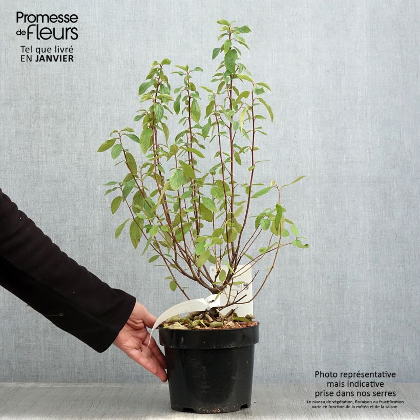 Exemplar von Säckelblume Henri Desfossé - Ceanothus delilianus Topf mit 2L/3L wie im Winter geliefert