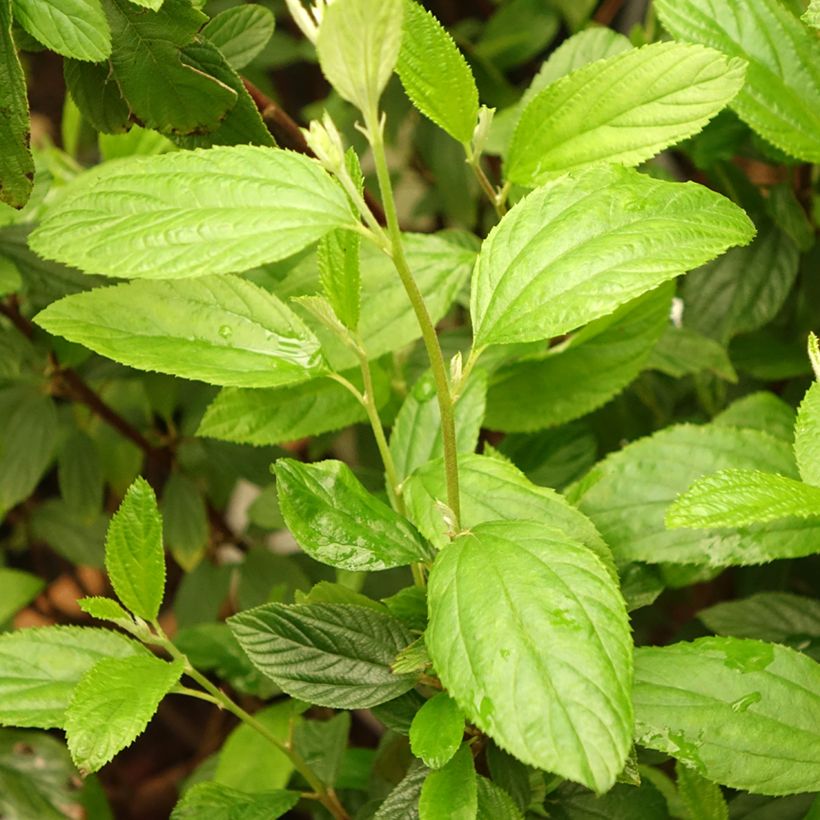 Säckelblume Henri Desfossé - Ceanothus delilianus (Foliage)
