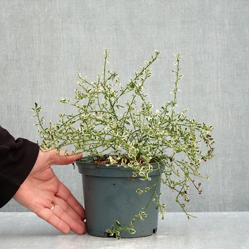 Exemplar von Säckelblume Cool Blue - Ceanothus impressus Topf mit 1,5L/2L wie im Herbst geliefert