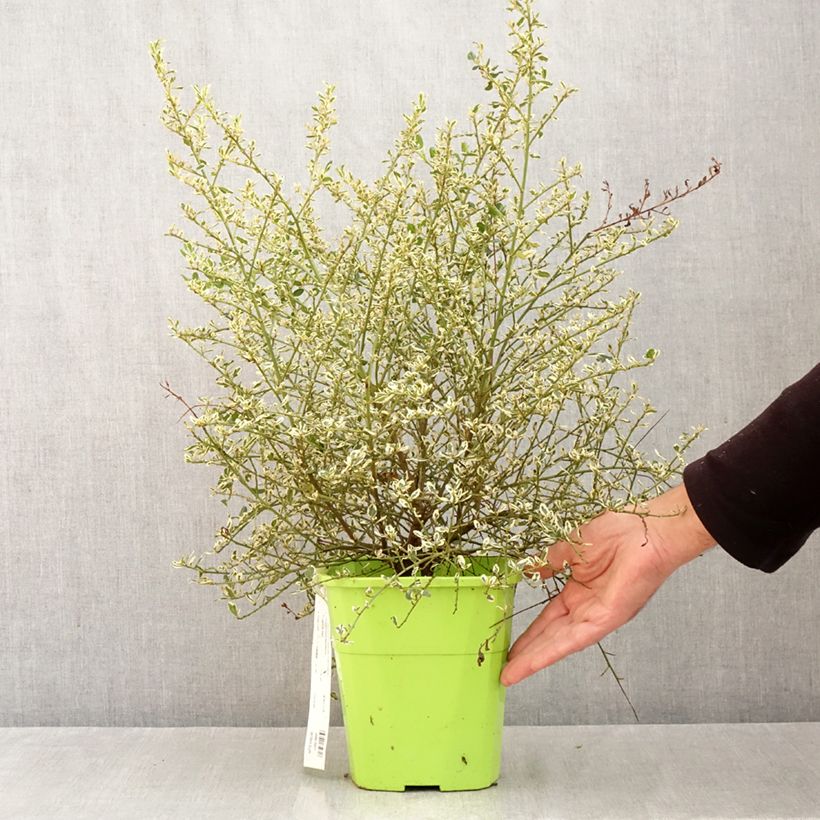 Exemplar von Säckelblume Cool Blue - Ceanothus impressus Topf mit 4L/5L wie im Herbst geliefert